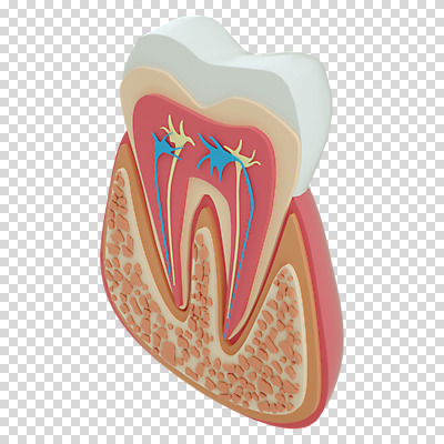 편집 편집이미지 단면 누끼 사람없음 3D소스 3D 치아 디지털합성 치아모형 PNG 편집소스 소화기관 파일형식