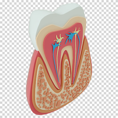 편집 편집이미지 단면 누끼 사람없음 3D소스 3D 치아 디지털합성 치아모형 PNG 편집소스 소화기관 파일형식