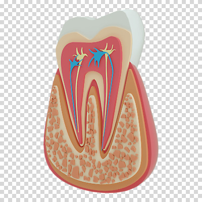 편집 편집이미지 단면 누끼 사람없음 3D소스 3D 치아 디지털합성 치아모형 PNG 편집소스 소화기관 파일형식