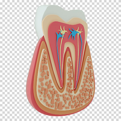 편집 편집이미지 단면 누끼 사람없음 3D소스 3D 치아 디지털합성 치아모형 PNG 편집소스 소화기관 파일형식