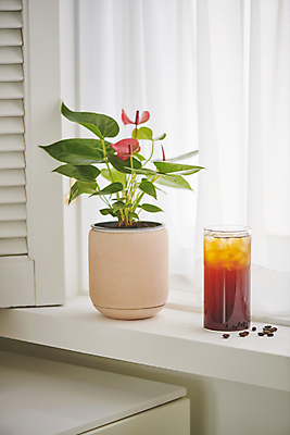 포토 JPG 화분 백그라운드 휴식 잔 실내 사람없음 원두 커튼 창가 오브젝트 아이스커피 국내포토 식기 커피 컨셉 창문 내부 파일형식