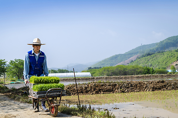 포토 JPG 주간 전신 남자 농업 한명 20대 성인 야외 앞모습 걷기 한국인 농촌 농부 모내기 외발수레 성인남자한명만 청년농부 국내포토 여주시 자연요소 직업 1 산업 뷰포인트 모션 사람 동양인 청년 수레 시골 경기도 남자한명만 성인남자만 파일형식