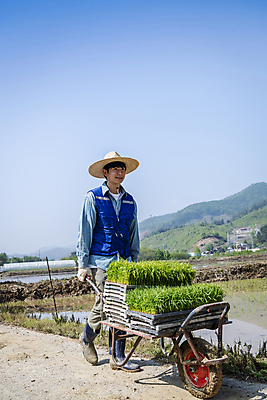 포토 JPG 주간 전신 남자 농업 한명 20대 성인 야외 옆모습 걷기 한국인 농촌 농부 모내기 외발수레 성인남자한명만 청년농부 국내포토 여주시 자연요소 직업 1 산업 뷰포인트 모션 사람 동양인 청년 수레 시골 경기도 남자한명만 성인남자만 파일형식