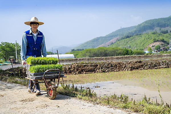 포토 JPG 주간 전신 남자 농업 한명 미소 20대 성인 야외 앞모습 걷기 한국인 농촌 농부 모내기 외발수레 성인남자한명만 청년농부 국내포토 여주시 자연요소 직업 1 산업 뷰포인트 모션 표정 사람 동양인 청년 수레 시골 경기도 남자한명만 성인남자만 파일형식