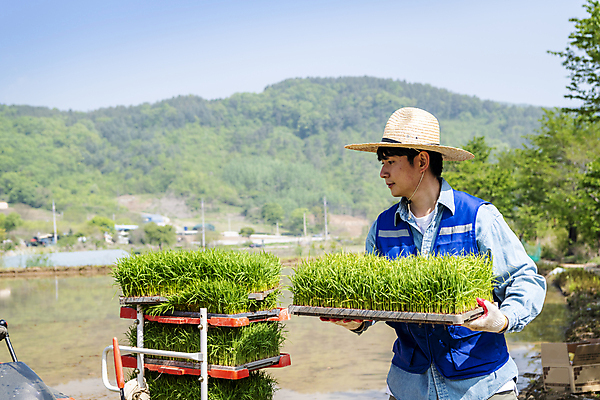 포토 JPG 주간 남자 농업 한명 들기 상반신 20대 성인 야외 앞모습 한국인 농촌 운반 농부 모내기 성인남자한명만 청년농부 국내포토 여주시 자연요소 직업 1 산업 뷰포인트 모션 사람 동양인 청년 시골 경기도 남자한명만 성인남자만 파일형식