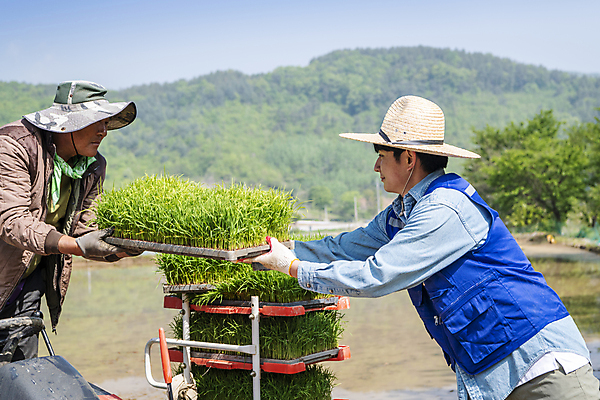 포토 JPG 주간 남자 농업 들기 상반신 20대 성인 야외 두명 옆모습 한국인 농촌 운반 농부 주기 모내기 성인남자만 청년농부 국내포토 여주시 자연요소 직업 산업 뷰포인트 모션 사람 동양인 청년 시골 경기도 남자만 성인만 파일형식