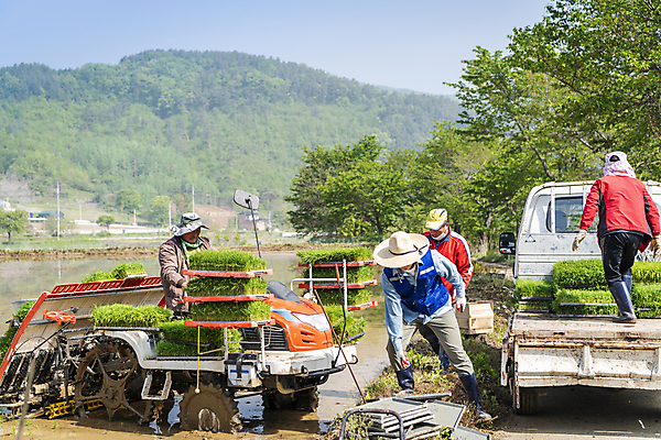 포토 JPG 주간 전신 여자 남자 농업 서기 여러명 20대 성인 야외 앞모습 뒷모습 한국인 트럭 농촌 운반 농부 농기구 모내기 성인만 청년농부 국내포토 여주시 자연요소 직업 산업 뷰포인트 다수 모션 자동차 사람 동양인 청년 시골 경기도 파일형식