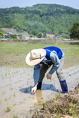 포토 JPG 주간 전신 남자 농업 허리숙이기 한명 20대 성인 야외 앞모습 한국인 농촌 농부 모내기 심기 성인남자한명만 청년농부 국내포토 여주시 자연요소 직업 1 산업 뷰포인트 모션 숙이기 사람 동양인 청년 시골 경기도 남자한명만 성인남자만 파일형식