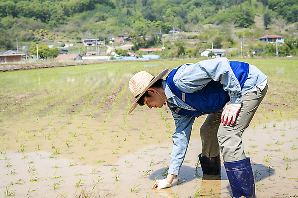 포토 JPG 주간 전신 남자 농업 허리숙이기 한명 20대 성인 야외 옆모습 한국인 농촌 농부 모내기 심기 성인남자한명만 청년농부 국내포토 여주시 자연요소 직업 1 산업 뷰포인트 모션 숙이기 사람 동양인 청년 시골 경기도 남자한명만 성인남자만 파일형식