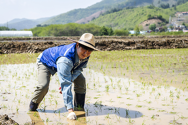 포토 JPG 주간 전신 남자 농업 숙이기 한명 미소 20대 성인 야외 앞모습 옆모습 한국인 농촌 농부 모내기 심기 성인남자한명만 청년농부 국내포토 여주시 자연요소 직업 1 산업 뷰포인트 포즈 모션 표정 사람 동양인 청년 시골 경기도 남자한명만 성인남자만 파일형식