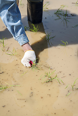 포토 JPG 주간 손 농업 논 근접촬영 야외 신체부위 농촌 농부 모내기 심기 국내포토 여주시 자연요소 직업 산업 뷰포인트 모션 사람 시골 경기도 파일형식