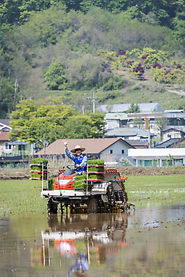 포토 JPG 주간 남자 농업 한명 상반신 20대 성인 야외 앞모습 손들기 한국인 농촌 농부 승차 손인사 모내기 이앙기 성인남자한명만 청년농부 국내포토 여주시 자연요소 직업 1 산업 뷰포인트 모션 사람 동양인 청년 시골 인사 농기계 경기도 남자한명만 성인남자만 파일형식