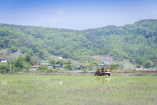 포토 JPG 주간 남자 농업 산 한명 풍경 상반신 20대 성인 야외 옆모습 한국인 농촌 농부 모내기 이앙기 성인남자한명만 청년농부 국내포토 여주시 자연요소 직업 1 산업 뷰포인트 사람 동양인 청년 시골 농기계 경기도 남자한명만 성인남자만 파일형식