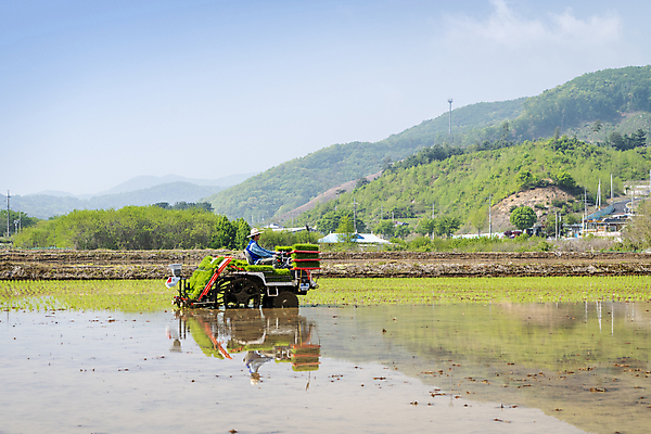 포토 JPG 주간 남자 농업 한명 상반신 20대 성인 야외 옆모습 반사 한국인 농촌 농부 승차 모내기 이앙기 성인남자한명만 청년농부 국내포토 여주시 자연요소 직업 1 산업 뷰포인트 모션 사람 동양인 청년 시골 농기계 경기도 남자한명만 성인남자만 파일형식