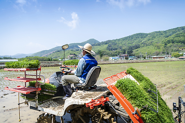 포토 JPG 주간 전신 남자 농업 한명 20대 성인 야외 뒷모습 운전 한국인 농촌 농부 승차 모내기 이앙기 성인남자한명만 청년농부 국내포토 여주시 자연요소 직업 1 산업 뷰포인트 모션 사람 동양인 청년 시골 농기계 경기도 남자한명만 성인남자만 파일형식