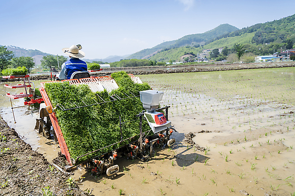 포토 JPG 주간 남자 농업 한명 상반신 20대 성인 야외 뒷모습 한국인 농촌 농부 모내기 심기 이앙기 성인남자한명만 청년농부 국내포토 여주시 자연요소 직업 1 산업 뷰포인트 모션 사람 동양인 청년 시골 농기계 경기도 남자한명만 성인남자만 파일형식