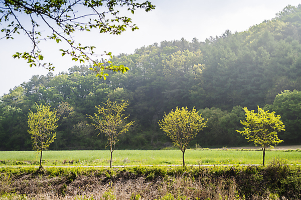 포토 JPG 주간 나무 자연 산 풍경 사람없음 야외 나뭇가지 농촌 국내포토 여주시 자연요소 식물 시골 생태계 경기도 파일형식