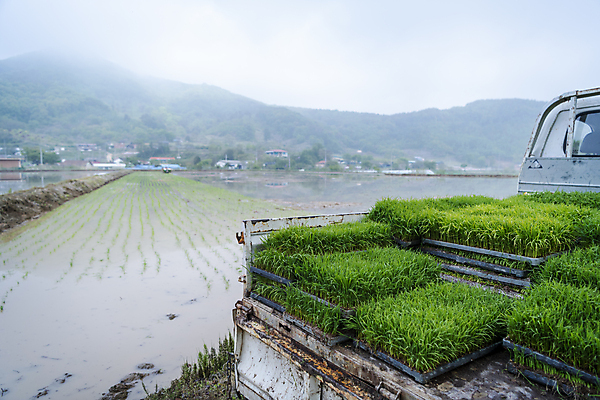 포토 JPG 주간 농업 논 풍경 사람없음 야외 트럭 농촌 모내기 국내포토 여주시 자연요소 산업 자동차 시골 경기도 파일형식