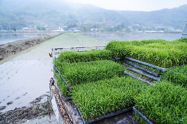 포토 JPG 주간 농업 논 풍경 사람없음 야외 트럭 농촌 모내기 국내포토 여주시 자연요소 산업 자동차 시골 경기도 파일형식
