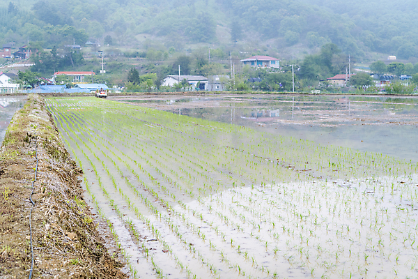 포토 JPG 주간 농업 논 풍경 사람없음 야외 농촌 모내기 국내포토 여주시 자연요소 산업 시골 경기도 파일형식