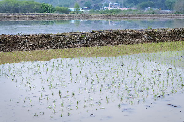 포토 JPG 주간 농업 논 풍경 사람없음 야외 농촌 모내기 국내포토 여주시 자연요소 산업 시골 경기도 파일형식