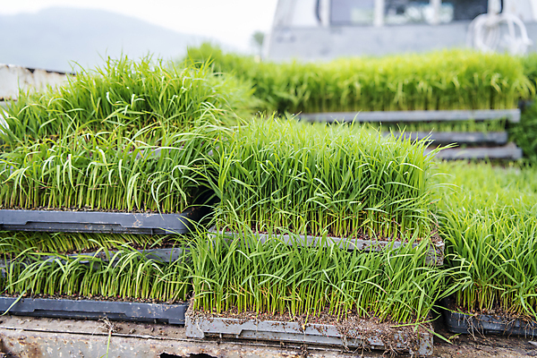 포토 JPG 주간 농업 풍경 근접촬영 사람없음 야외 아웃포커스 쌓기 트럭 농촌 모내기 이앙기 국내포토 여주시 자연요소 산업 뷰포인트 모션 자동차 촬영기법 시골 농기계 경기도 파일형식