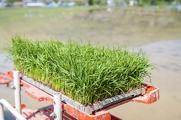포토 JPG 주간 농업 풍경 근접촬영 사람없음 야외 아웃포커스 농촌 모내기 이앙기 국내포토 여주시 자연요소 산업 뷰포인트 촬영기법 시골 농기계 경기도 파일형식