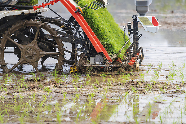 포토 JPG 주간 농업 논 풍경 근접촬영 사람없음 야외 농촌 모내기 이앙기 국내포토 여주시 자연요소 산업 뷰포인트 시골 농기계 경기도 파일형식