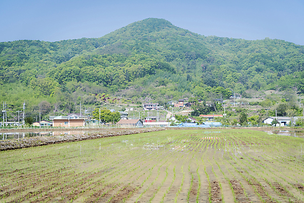포토 JPG 주간 농업 논 풍경 사람없음 야외 농촌 모내기 국내포토 여주시 자연요소 산업 시골 경기도 파일형식