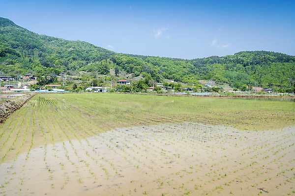 포토 JPG 주간 농업 하늘 산 논 풍경 사람없음 야외 농촌 모내기 국내포토 여주시 자연요소 산업 시골 경기도 파일형식
