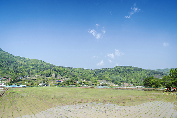 포토 JPG 주간 농업 하늘 산 논 풍경 사람없음 야외 농촌 모내기 국내포토 여주시 자연요소 산업 시골 경기도 파일형식