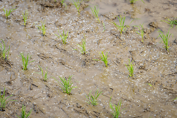 포토 JPG 주간 농업 논 풍경 사람없음 야외 농촌 땅 모내기 이앙기 국내포토 여주시 자연요소 산업 시골 농기계 경기도 파일형식