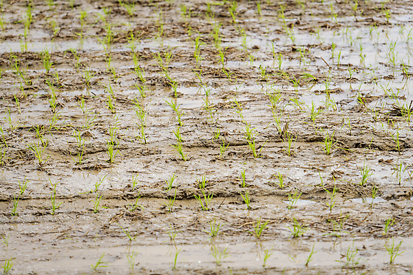 포토 JPG 주간 농업 논 풍경 사람없음 야외 농촌 땅 모내기 국내포토 여주시 자연요소 산업 시골 경기도 파일형식