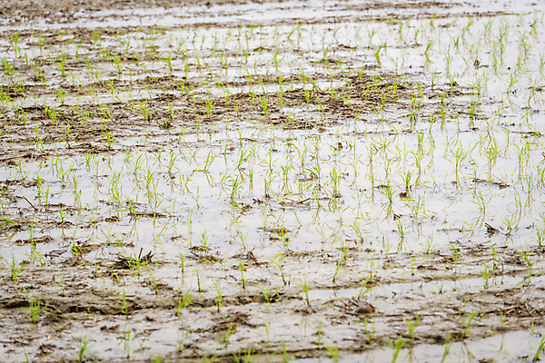 포토 JPG 주간 농업 논 풍경 사람없음 야외 농촌 땅 모내기 국내포토 여주시 자연요소 산업 시골 경기도 파일형식