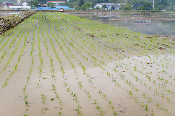 포토 JPG 주간 농업 논 풍경 사람없음 야외 농촌 땅 모내기 국내포토 여주시 자연요소 산업 시골 경기도 파일형식