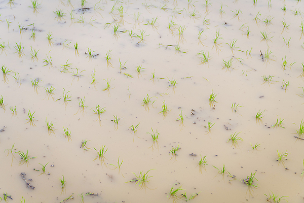 포토 JPG 주간 농업 논 풍경 사람없음 야외 농촌 땅 모내기 국내포토 여주시 자연요소 산업 시골 경기도 파일형식