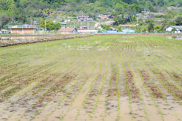 포토 JPG 주간 농업 논 풍경 사람없음 야외 농촌 모내기 국내포토 여주시 자연요소 산업 시골 경기도 파일형식