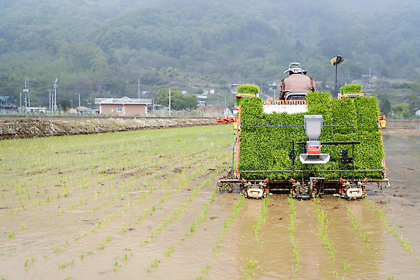 포토 JPG 주간 농업 논 한명 사람 풍경 야외 뒷모습 농촌 승차 모내기 이앙기 국내포토 여주시 자연요소 1 산업 뷰포인트 모션 시골 농기계 경기도 파일형식