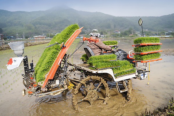 포토 JPG 주간 농업 논 한명 사람 풍경 상반신 야외 뒷모습 농촌 승차 모내기 이앙기 국내포토 여주시 자연요소 1 산업 뷰포인트 모션 시골 농기계 경기도 파일형식