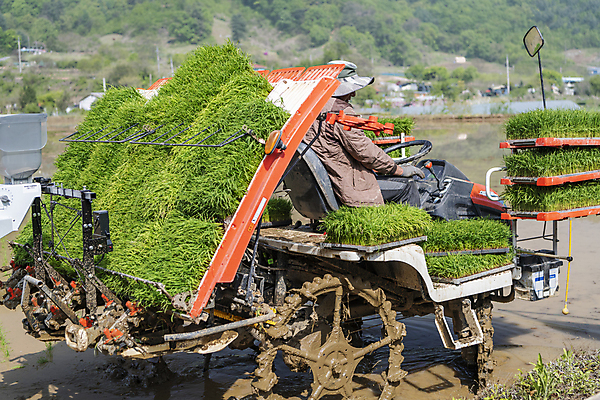 포토 JPG 주간 농업 한명 사람 풍경 상반신 야외 옆모습 뒷모습 농촌 승차 모내기 이앙기 국내포토 여주시 자연요소 1 산업 뷰포인트 모션 시골 농기계 경기도 파일형식