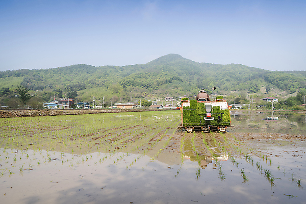 포토 JPG 주간 농업 논 한명 사람 풍경 상반신 야외 뒷모습 농촌 모내기 이앙기 국내포토 여주시 자연요소 1 산업 뷰포인트 시골 농기계 경기도 파일형식