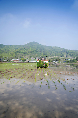 포토 JPG 주간 농업 하늘 논 한명 사람 풍경 상반신 야외 뒷모습 농촌 모내기 이앙기 국내포토 여주시 자연요소 1 산업 뷰포인트 시골 농기계 경기도 파일형식