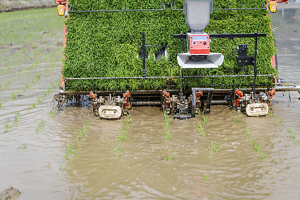포토 JPG 주간 농업 논 풍경 사람없음 야외 농촌 모내기 심기 이앙기 국내포토 여주시 자연요소 산업 모션 시골 농기계 경기도 파일형식