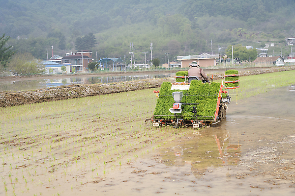 포토 JPG 주간 농업 논 한명 사람 풍경 상반신 야외 뒷모습 농촌 모내기 이앙기 국내포토 여주시 자연요소 1 산업 뷰포인트 시골 농기계 경기도 파일형식