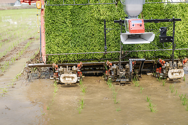 포토 JPG 주간 농업 논 풍경 사람없음 야외 농촌 모내기 심기 이앙기 국내포토 여주시 자연요소 산업 모션 시골 농기계 경기도 파일형식
