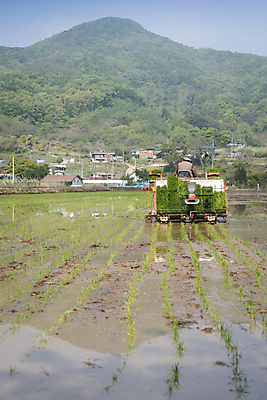 포토 JPG 주간 농업 논 한명 사람 풍경 상반신 야외 뒷모습 농촌 승차 모내기 이앙기 국내포토 여주시 자연요소 1 산업 뷰포인트 모션 시골 농기계 경기도 파일형식
