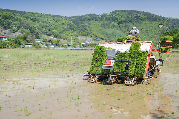 포토 JPG 주간 농업 논 한명 사람 풍경 상반신 야외 뒷모습 농촌 승차 모내기 이앙기 국내포토 여주시 자연요소 1 산업 뷰포인트 모션 시골 농기계 경기도 파일형식