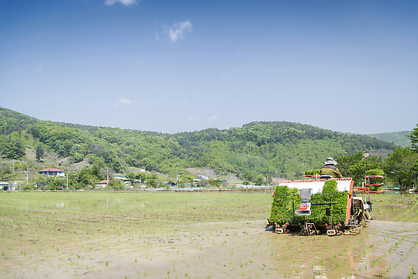 포토 JPG 주간 농업 하늘 논 한명 사람 풍경 상반신 야외 뒷모습 농촌 승차 모내기 이앙기 국내포토 여주시 자연요소 1 산업 뷰포인트 모션 시골 농기계 경기도 파일형식