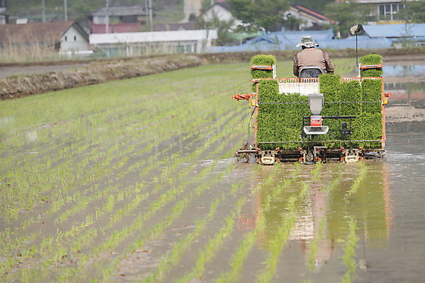 포토 JPG 주간 농업 논 한명 사람 풍경 상반신 야외 뒷모습 농촌 승차 모내기 이앙기 국내포토 여주시 자연요소 1 산업 뷰포인트 모션 시골 농기계 경기도 파일형식
