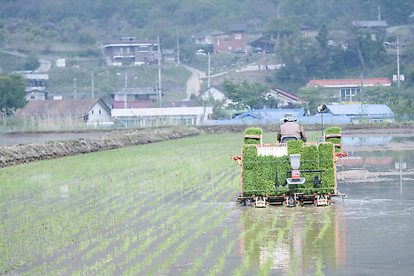포토 JPG 주간 농업 논 한명 사람 풍경 상반신 야외 뒷모습 농촌 승차 모내기 이앙기 국내포토 여주시 자연요소 1 산업 뷰포인트 모션 시골 농기계 경기도 파일형식
